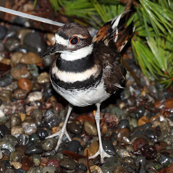 Photograph of a Killdeer.