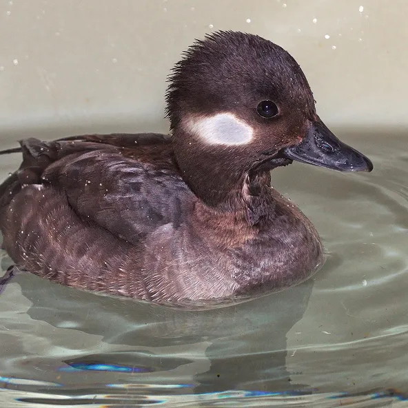 Photograph of a Bufflehead.