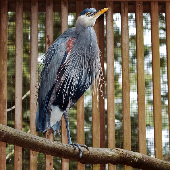 Photograph of a Great Blue Heron.