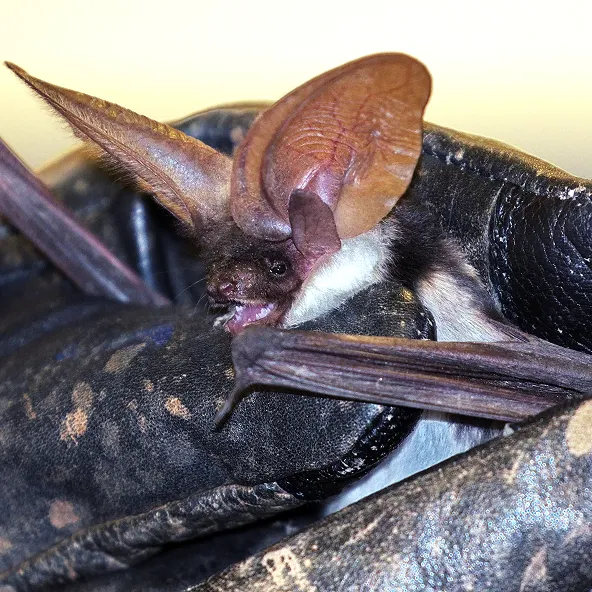 Photograph of a bat.