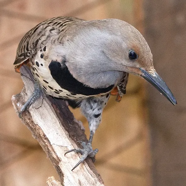Photograph of a Northern Flickr.