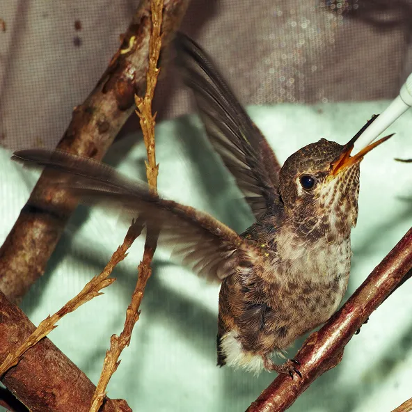 Photograph of an Anna's Hummingbird.