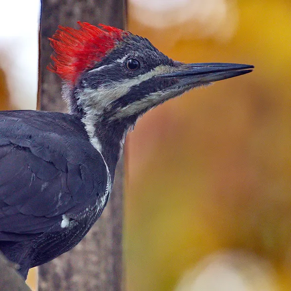 Photograph of a Pileated Woodpecker.