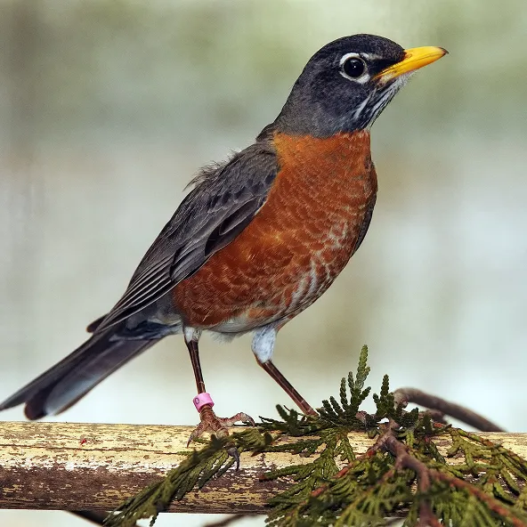 Photograph of an American Robin.