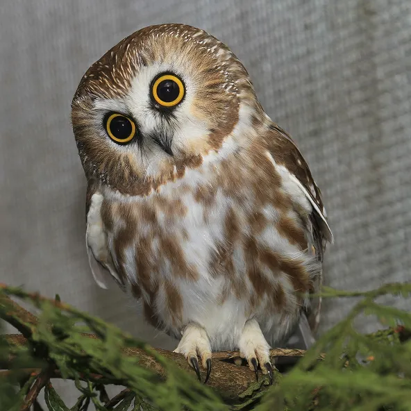 Photograph of a Northern Saw-Whet Owl.