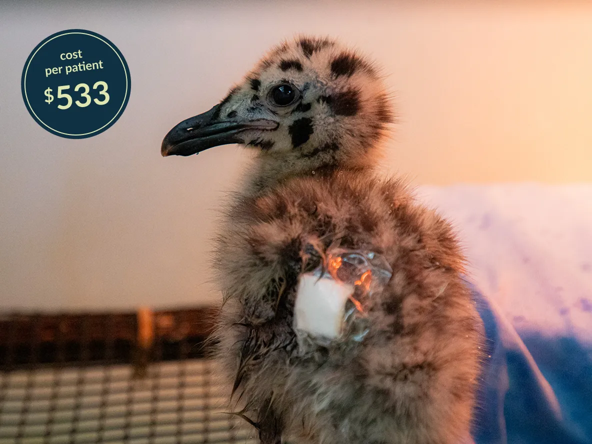 A young bird in the Rehabilitation Center.