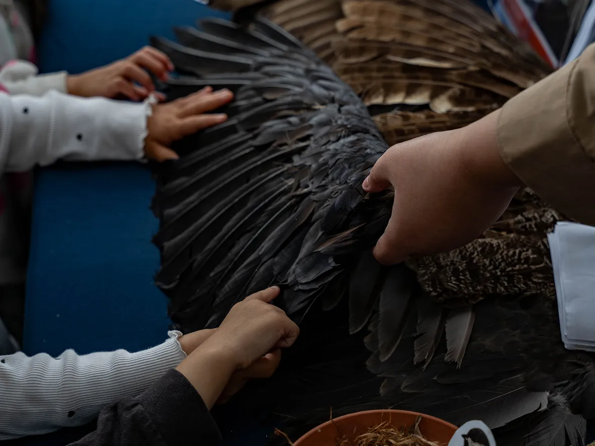 Children touching the wing of a bird.