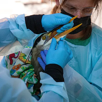 Staff helping a bird.