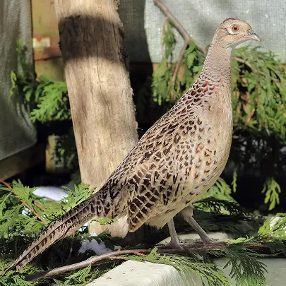 A bird standing on a ledge.