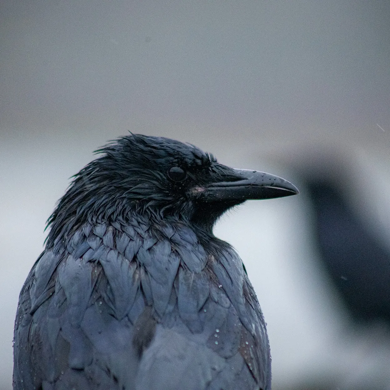 Photograph of a crow
