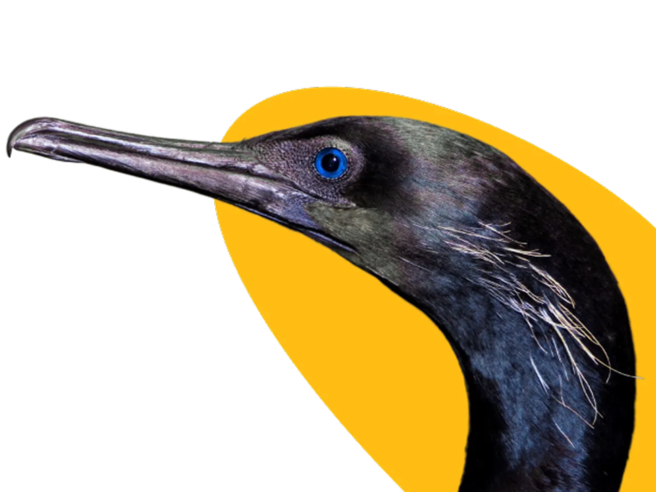 A graphic featuring a Cormorant.
