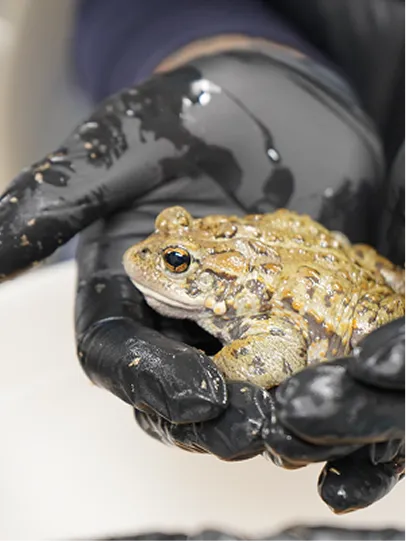 Staff helping a frog.