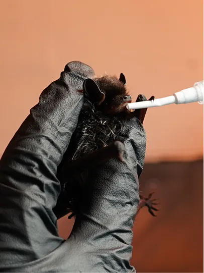 A staff member helping a bat.