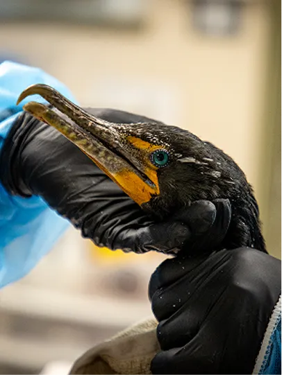 A staff member helping a Cormorant.