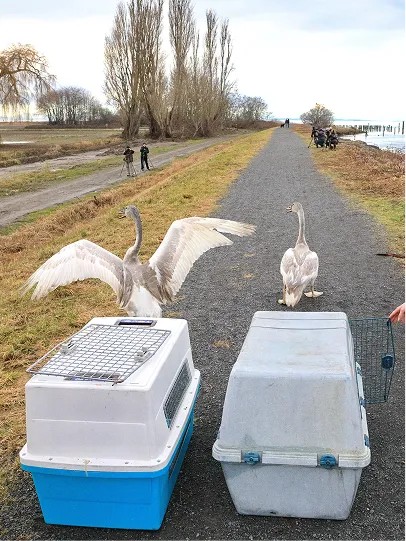 Two birds being released near a river.