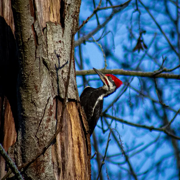 A woodpecker on the side of a tree.