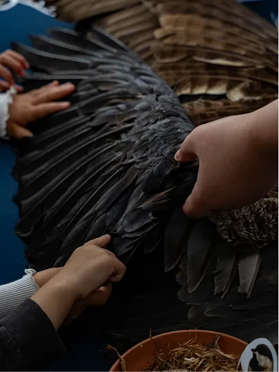 Children touching the wing of a bird.