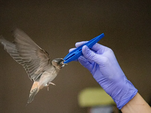 A bird being fed by staff.