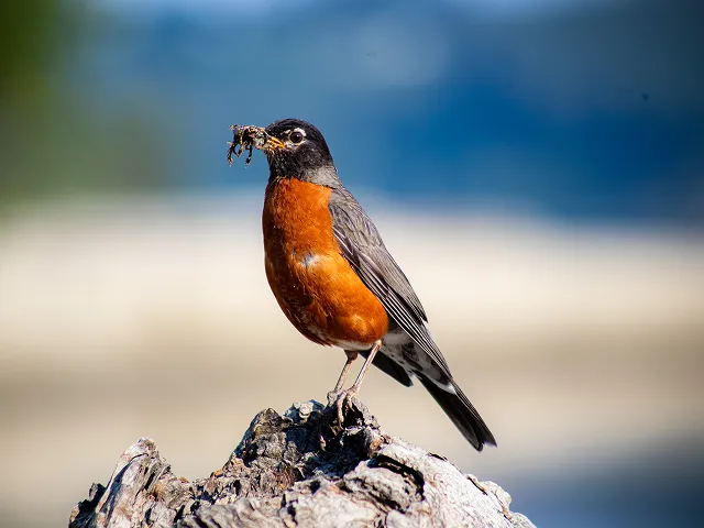 A robin with a worm in its mouth.