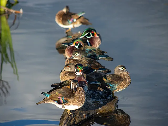 Ducks on a log.