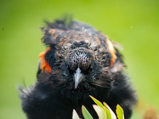 Photo of a red-winged blackbird.