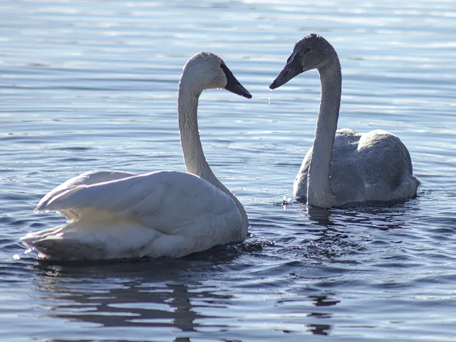 Two swans on a lake.
