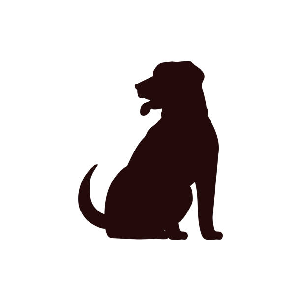 From Cold Start to Category Contender: How This Pet Brand Hit 478% MoM GMV Growth on US TikTok Shop in Their Third Month