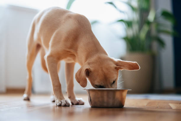 From Cold Start to Category Contender: How This Pet Brand Hit 478% MoM GMV Growth on US TikTok Shop in Their Third Month