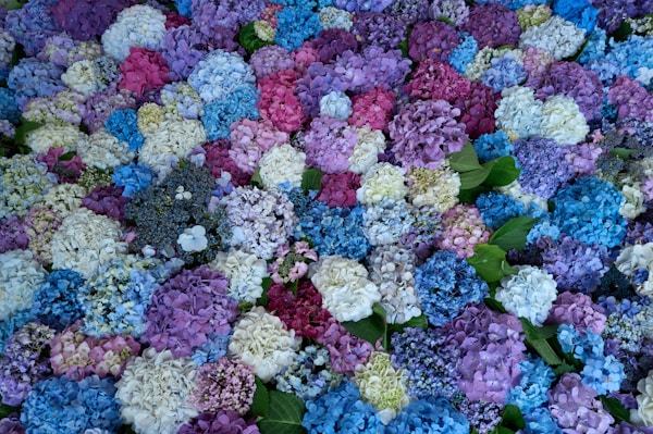 A close up of a bunch of colorful flowers