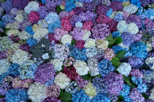A close up of a bunch of colorful flowers