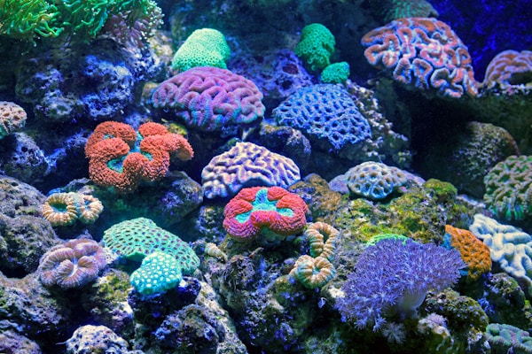 A delightful coral garden at the Cairns Aquarium in Australia.
