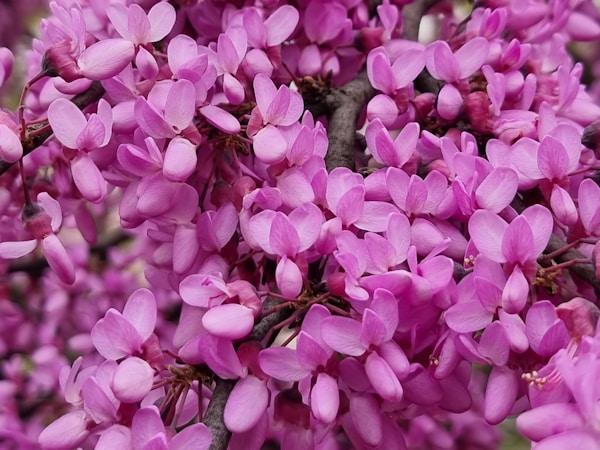 A close up of a bunch of purple flowers