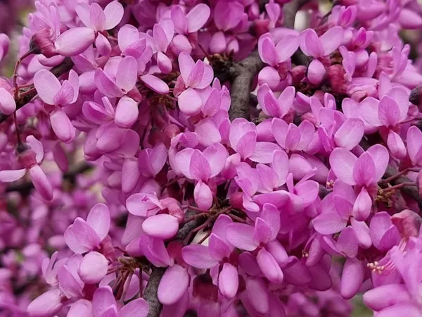 A close up of a bunch of purple flowers