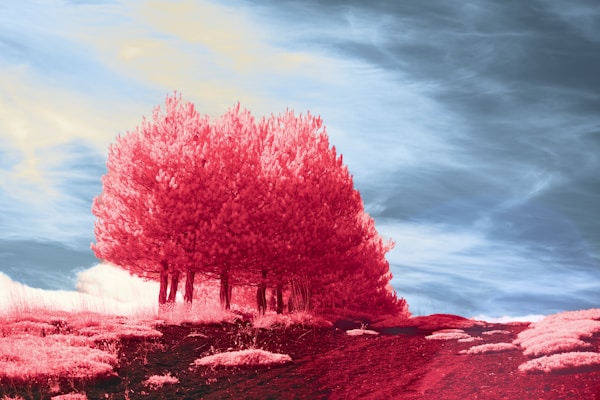 Red trees against a blue sky with clouds
