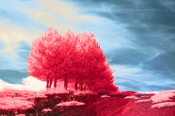 Red trees against a blue sky with clouds