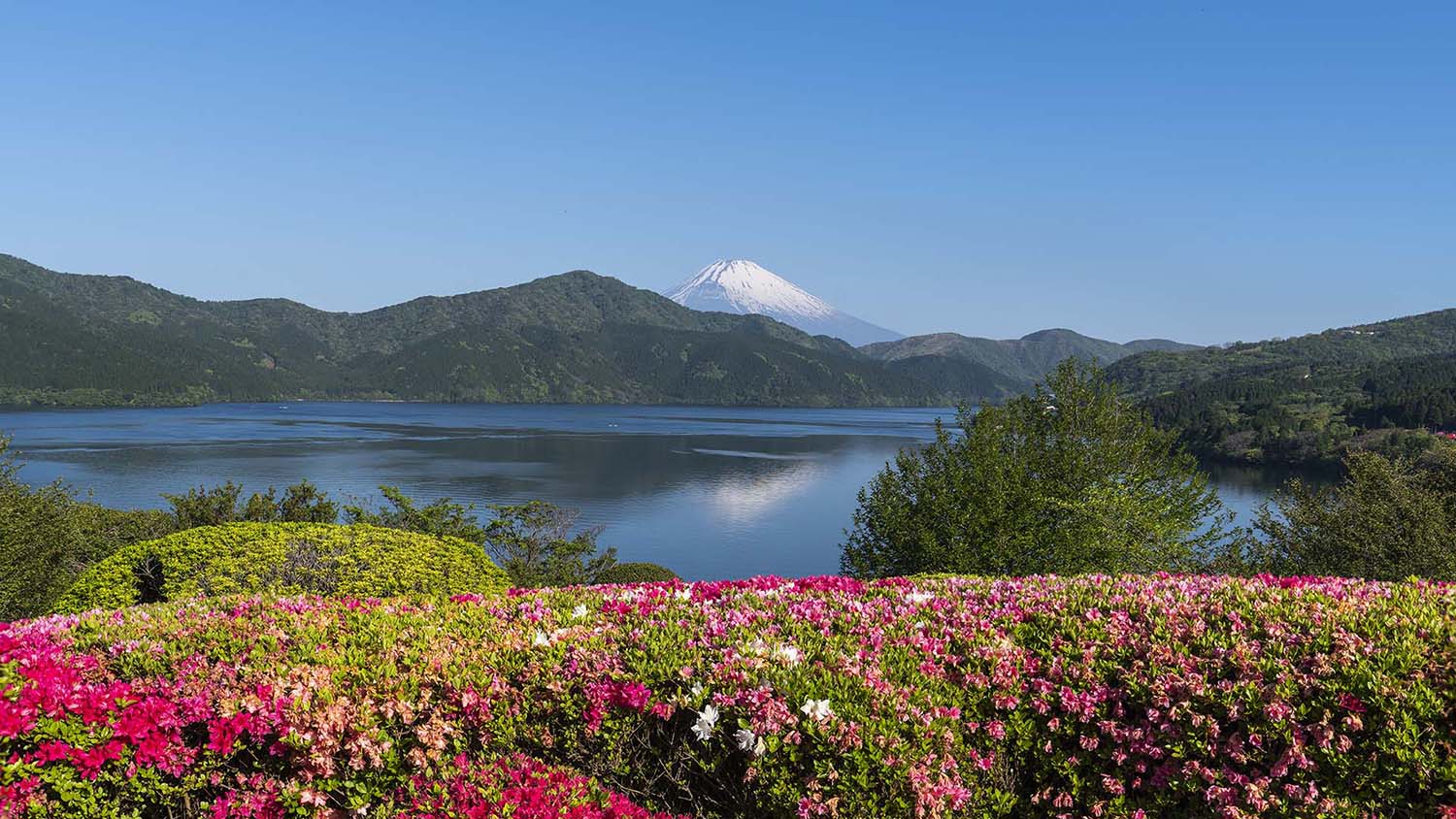 Azaleas in bloom at Onshi Hakone Park with Lake Ashi and snow-capped Mount Fuji beyond