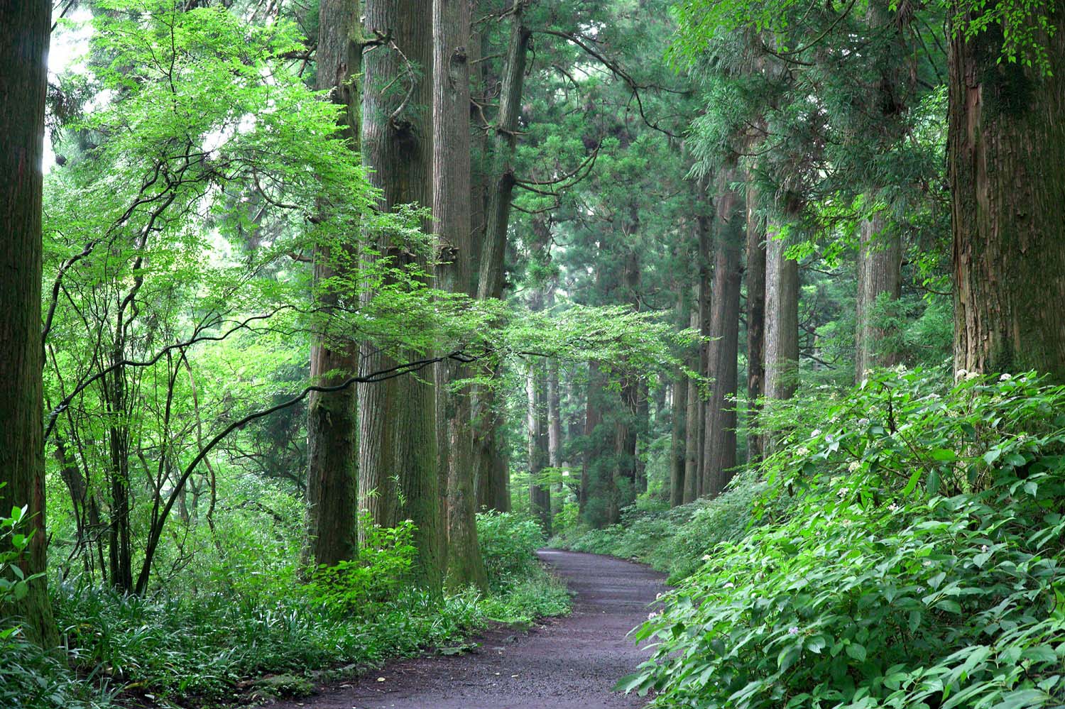 The cedar-lined Old Tokaido Trail in Hakone