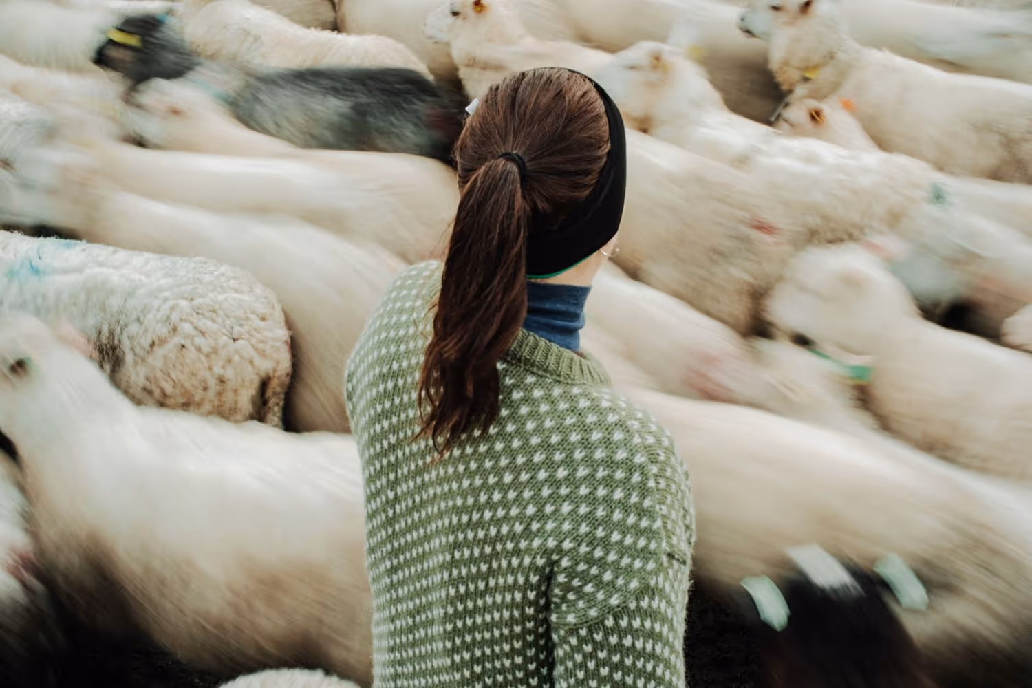 Person med hestehale og grønn mønstret genser blant en flokk med sauer i bevegelse.