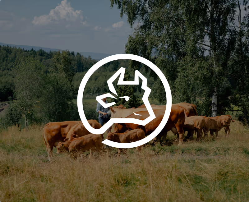 Flokk med kyr som beiter på en eng med trær i bakgrunnen, overlagt med en hvit silhuett av en ku i en sirkel.