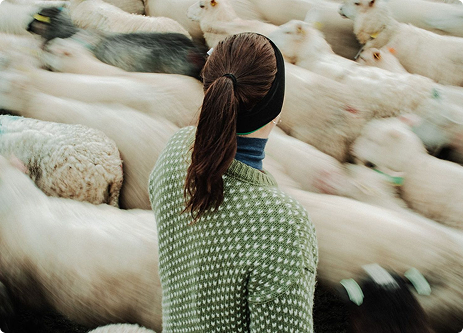 Kvinne med hestehale og grønn jakke observerer en stor flokk som beveger seg av hvite sauer.