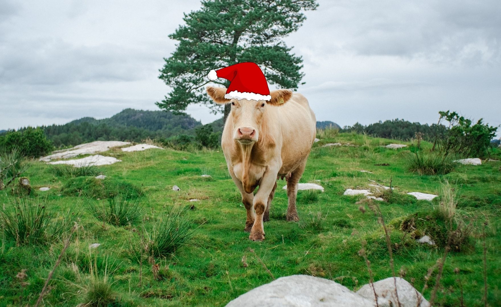 God jul fra Fatland!