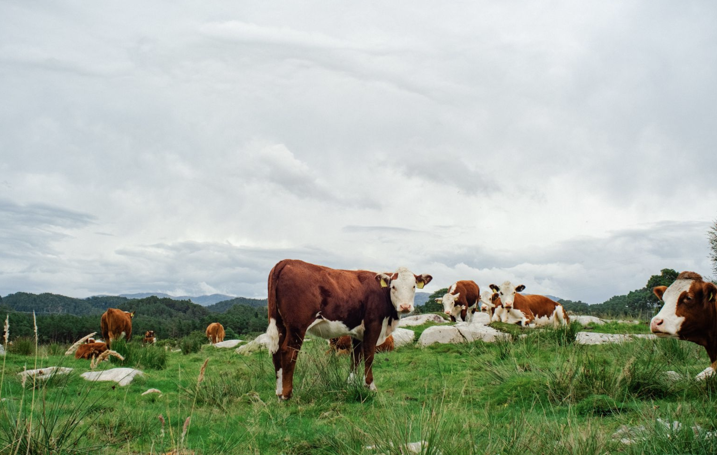 Bli med på gratis nettkurs: Reinere storfe for bedre helse, trivsel og økonomi