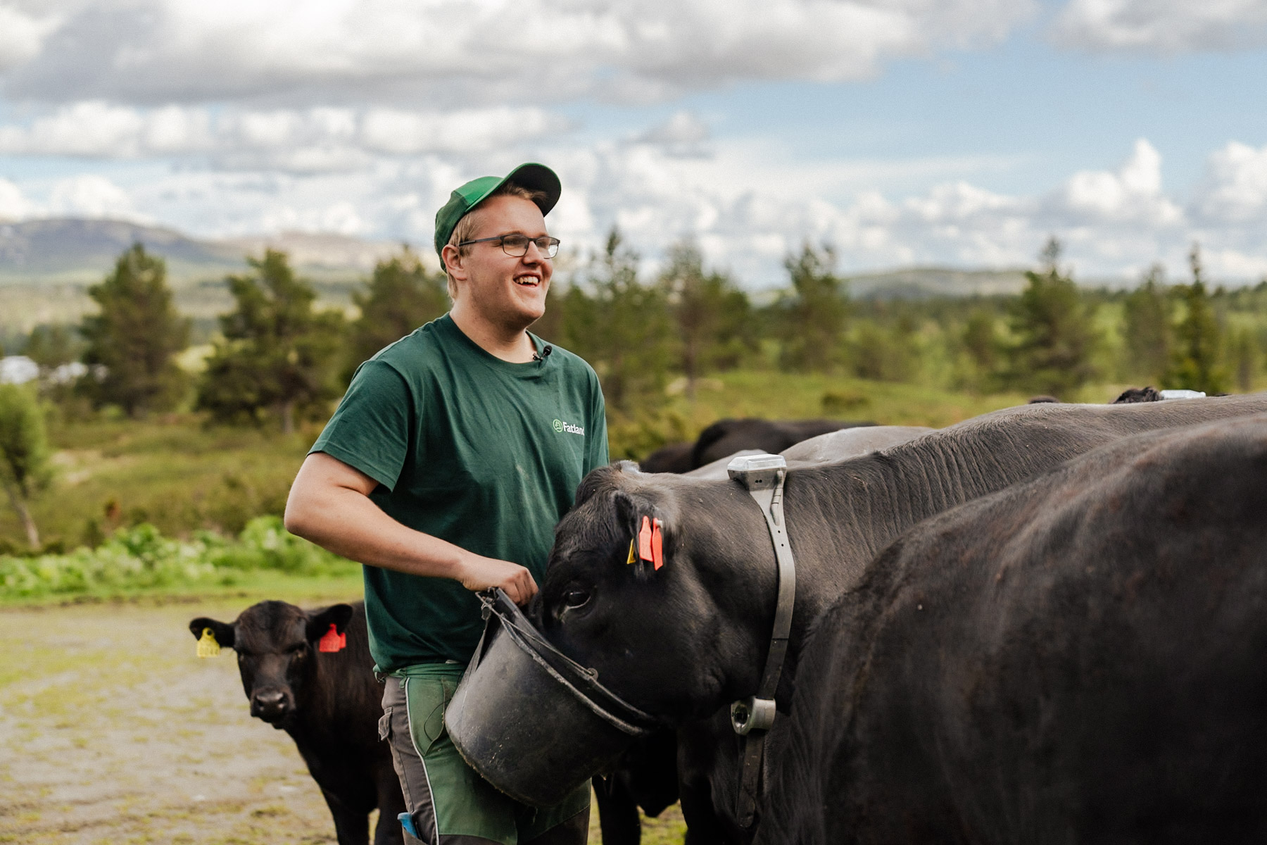 Har du kviger? Nå kan du få fire kroner mer per kilo