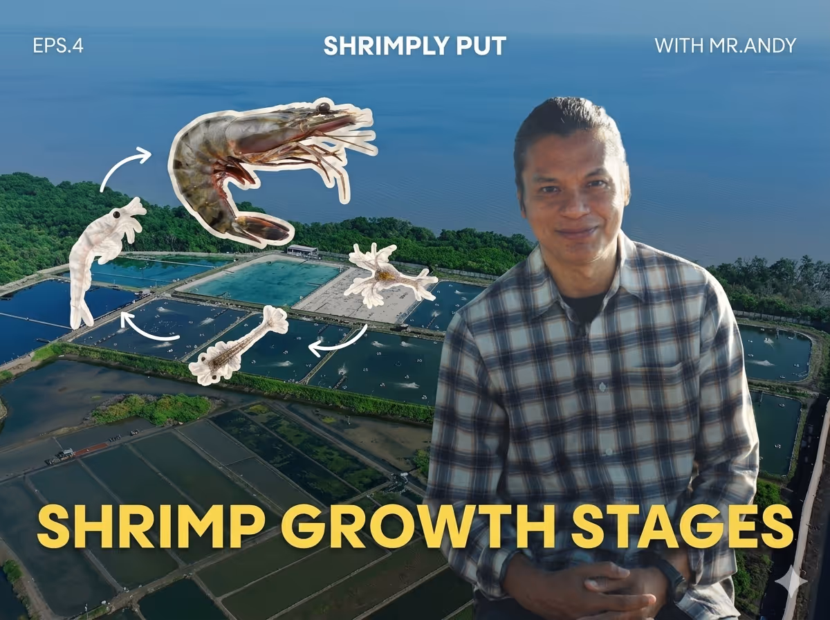 The Golden Window: Understanding the Science of Shrimp Growth