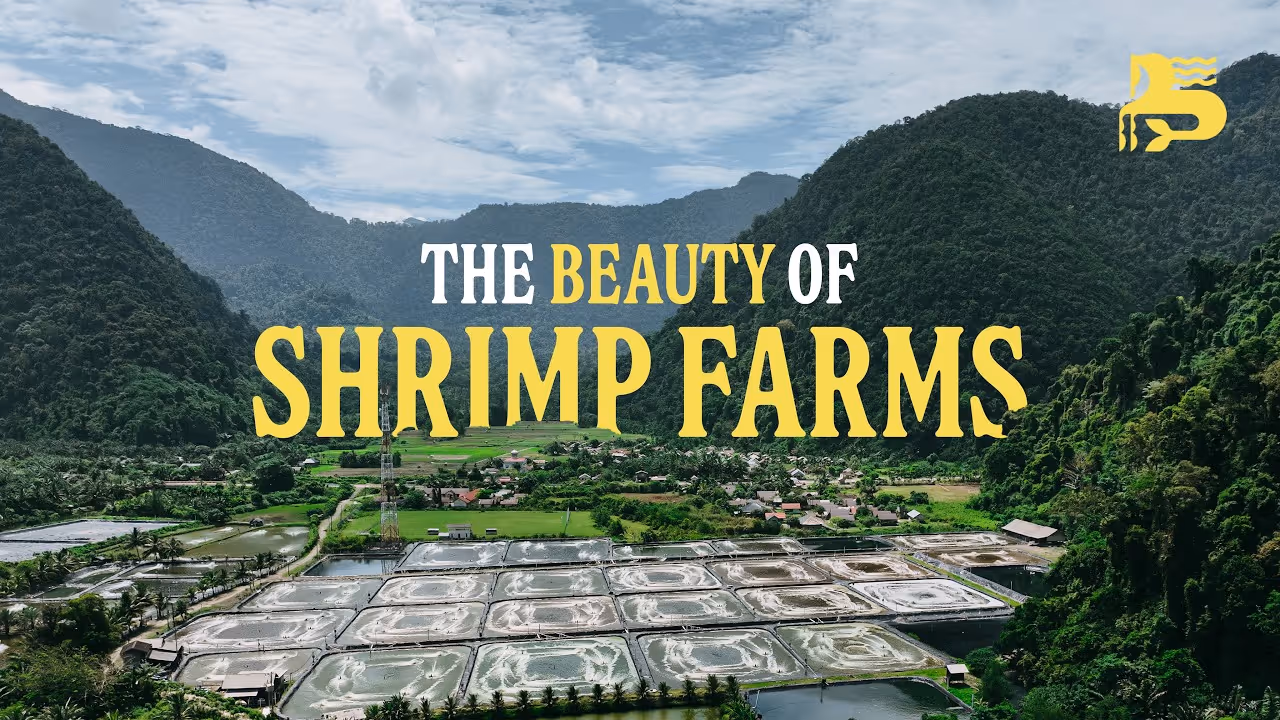 The Beauty of Shrimp Farms: How Pond Design Affects Shrimp Growth