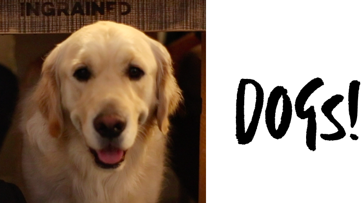 Close-up of a happy golden retriever dog with tongue slightly out indoors.