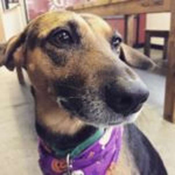 Close-up of a brown dog wearing a purple Halloween-themed bandana indoors.