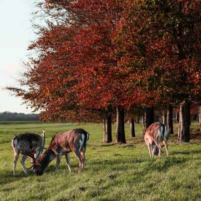 Deer graze on a grassy field bordered by trees with vibrant autumn foliage.