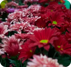 Red and pink chrysanthemums with vibrant yellow centers in a lush, clustered arrangement.