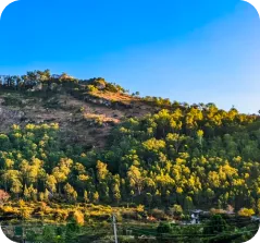 A sunlit hillside covered in dense green trees under a clear blue sky.